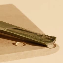 Aloe vera