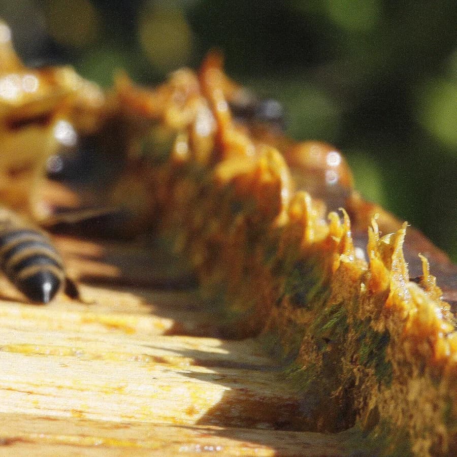 Propolis