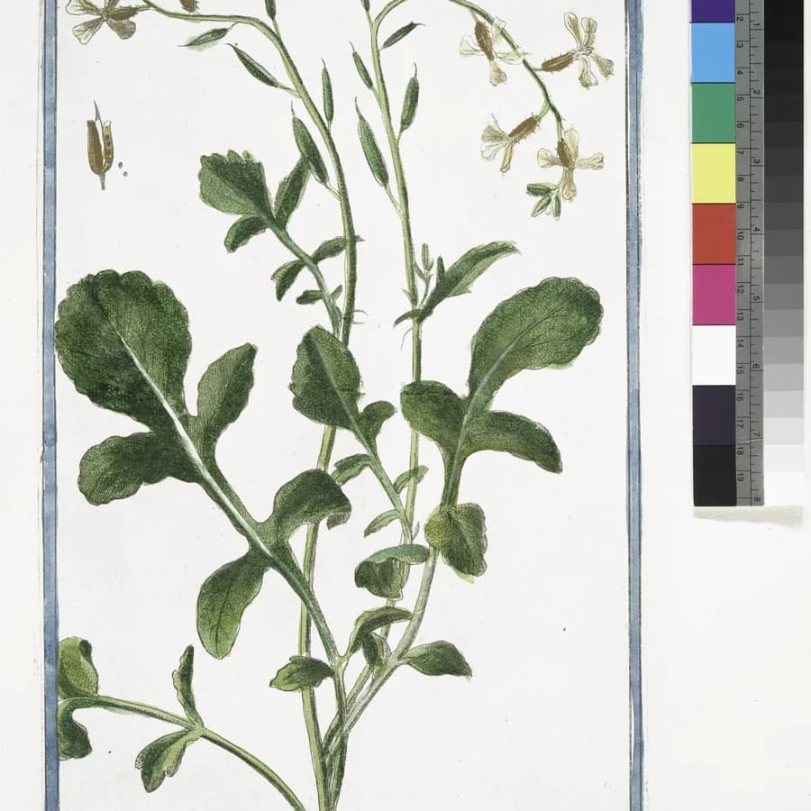 Jarjir (roquette)